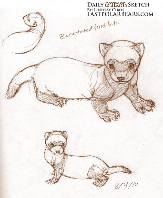 532x647 daily animal sketch black footed ferrets last of the polar bears - Black Footed Ferret Drawing