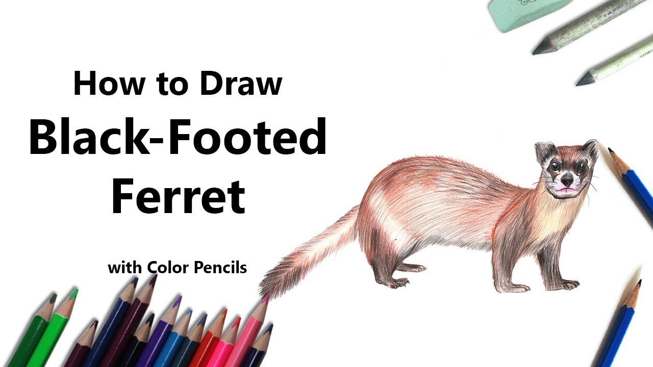 1280x720 how to draw a black footed ferret with color pencils - Black Footed Ferret Drawing