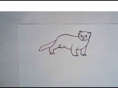 480x360 how to draw a black footed ferret - Black Footed Ferret Drawing