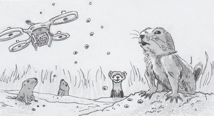 822x445 peanut butter pellets for prairie dogs should help black footed - Black Footed Ferret Drawing