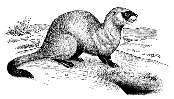 600x342 photo black footed ferret, mustela nigripes - Black Footed Ferret Drawing