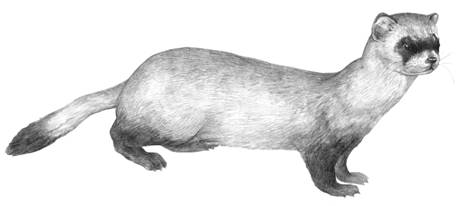 461x206 Species - Black Footed Ferret Drawing