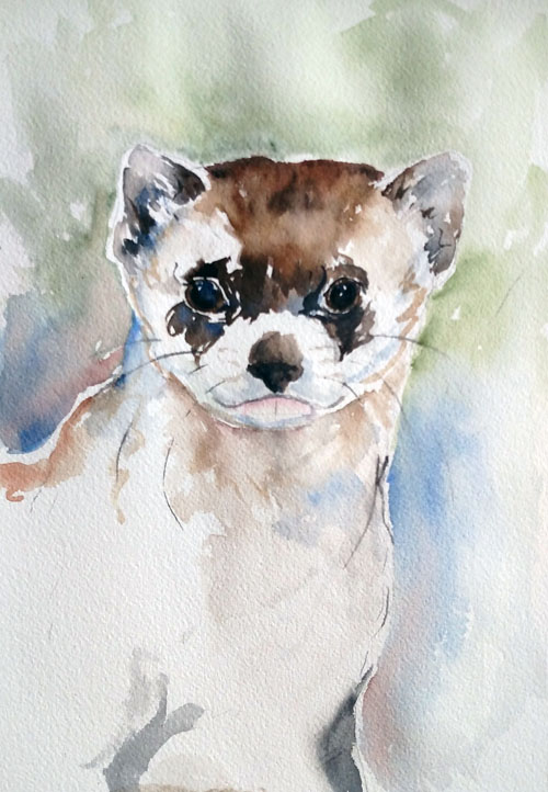 500x722 what does ferret mean as a spirit animal - Black Footed Ferret Drawing