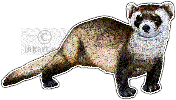 590x336 Wildlife Art North American Animals - Black Footed Ferret Drawing