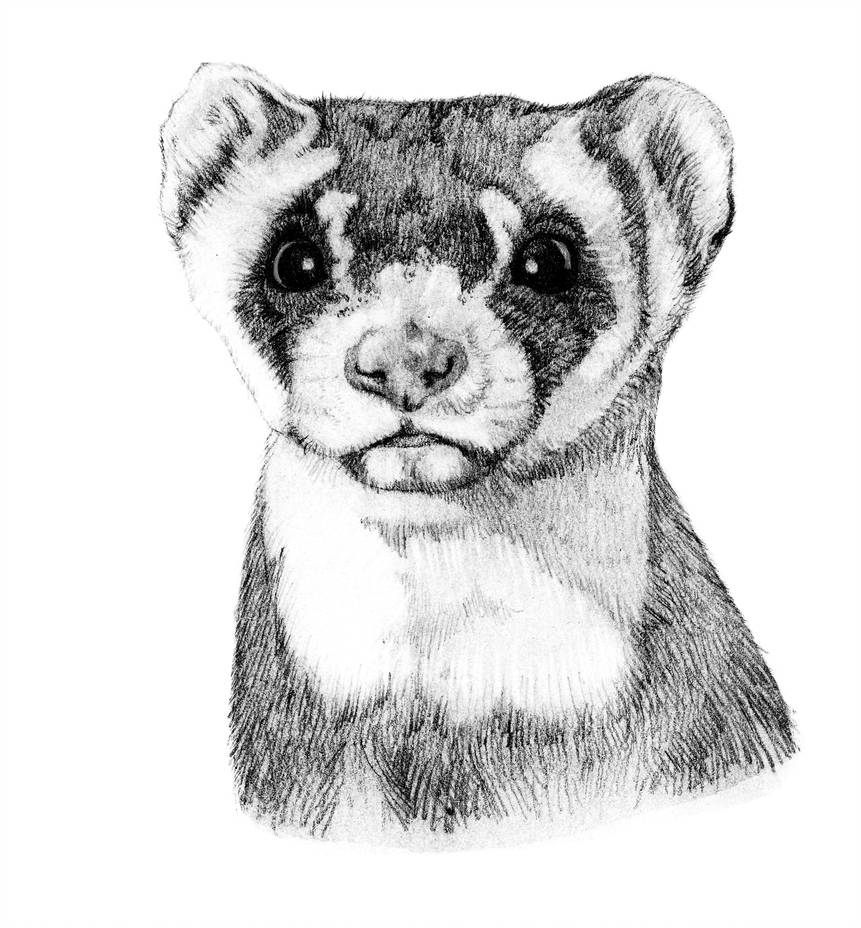 861x928 american black footed ferret - Black Footed Ferret Drawing