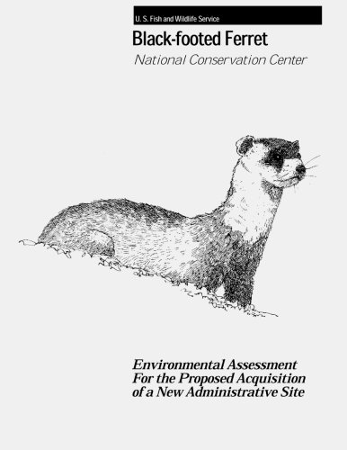 386x500 black footed ferret - Black Footed Ferret Drawing