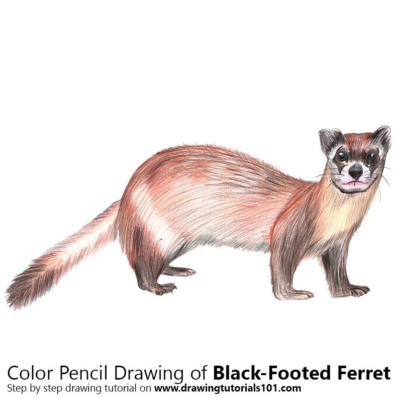 Black Footed Ferret Drawing at Explore collection