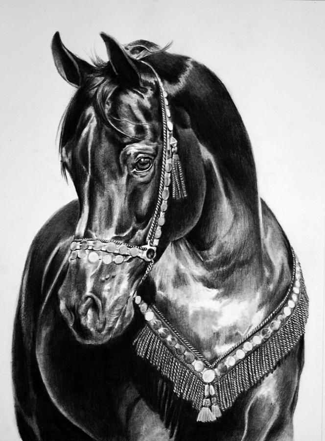 664x900 Black Beauty Drawing - Black Horse Drawing