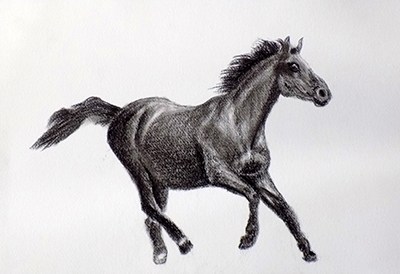 400x274 Black Horse - Black Horse Drawing