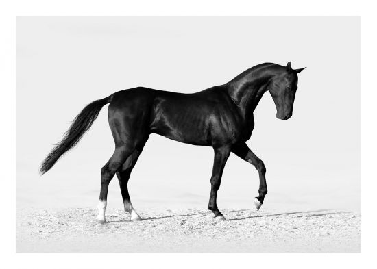 550x393 Black Horse - Black Horse Drawing