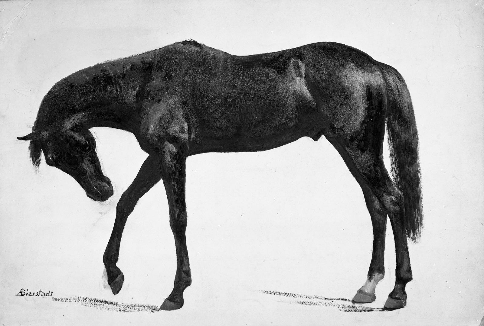 1600x1079 Black Horse Museum Of Fine Arts, Boston - Black Horse Drawing