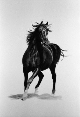 274x400 Black Horse Drawing - Black Horse Drawing
