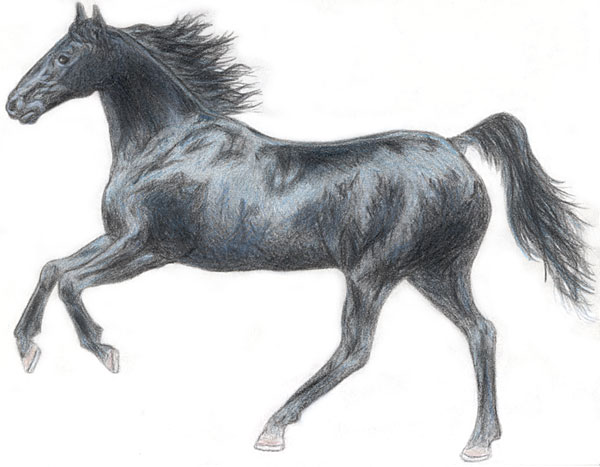 600x467 claire sterling drawings - Black Horse Drawing