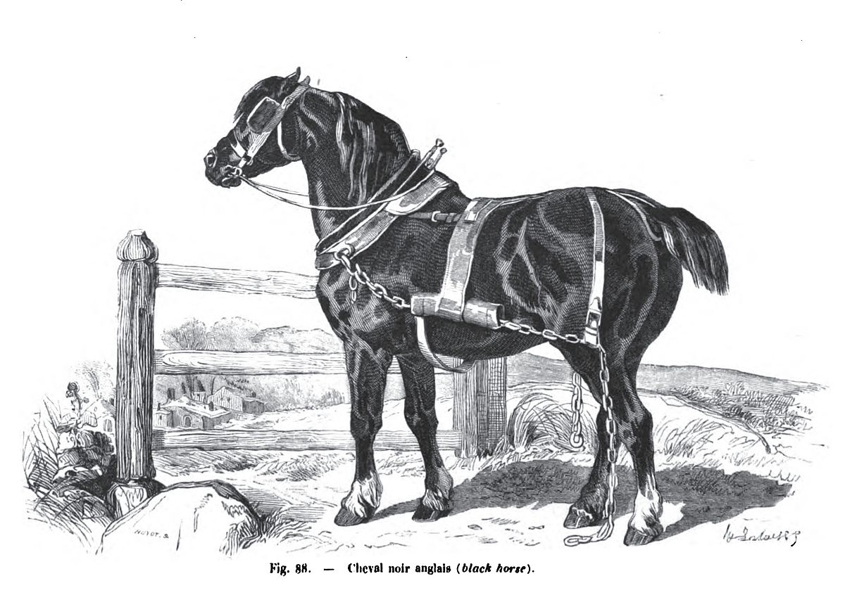 1200x846 Old English Black - Black Horse Drawing