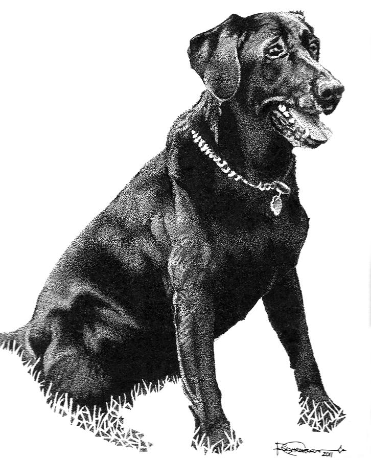 726x900 black lab drawing - Black Lab Drawing
