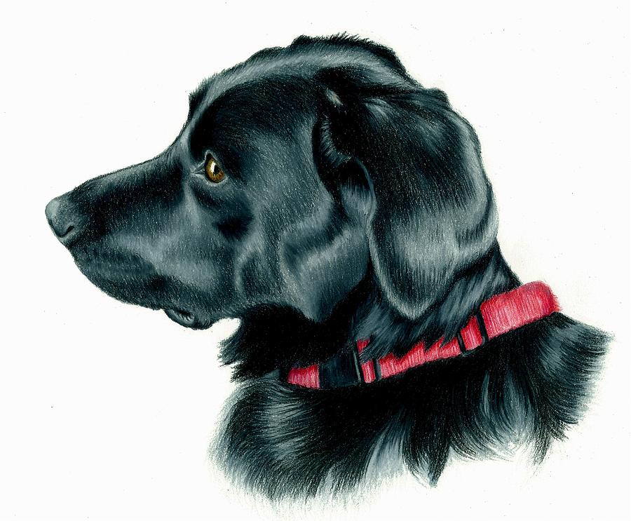 900x743 black lab with red collar drawing - Black Lab Drawing