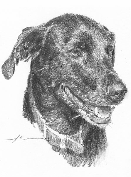446x600 black lab drawing - Black Lab Drawing