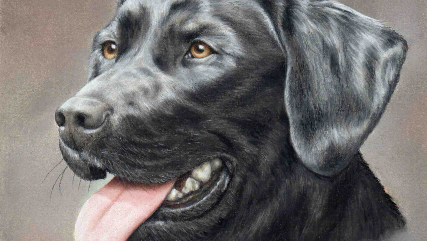 848x478 Black Labrador - Black Lab Drawing