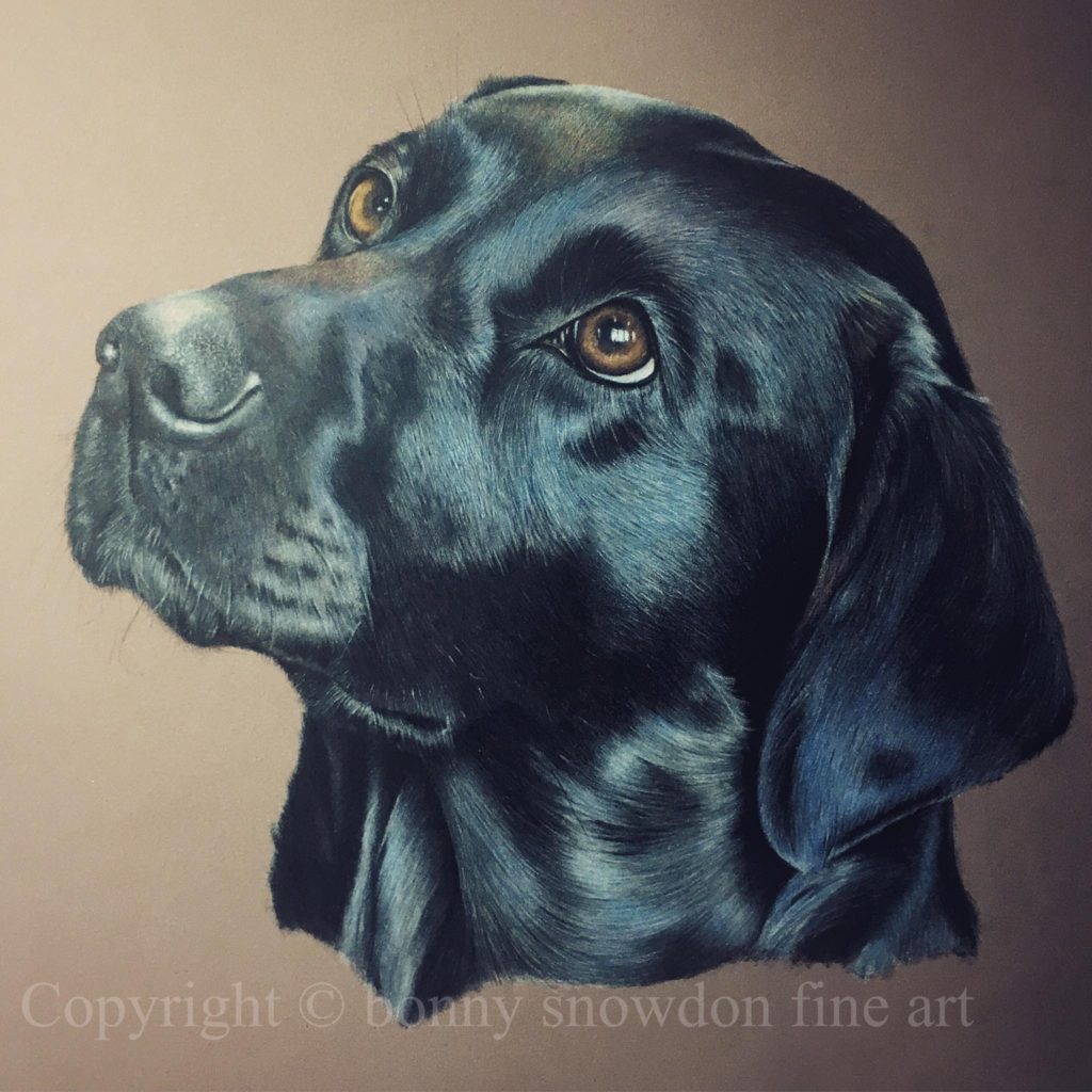 1024x1024 Dogs - Black Lab Drawing