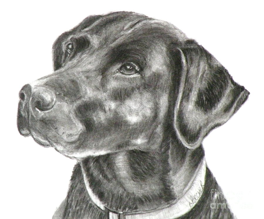 900x746 lab charcoal drawing painting - Black Lab Drawing