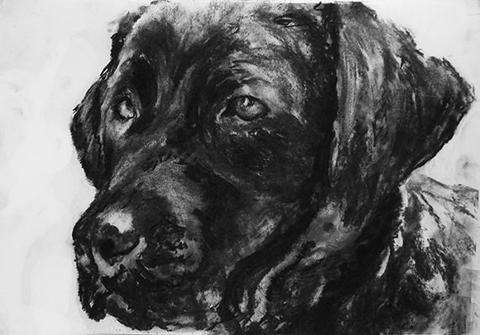 480x335 labrador charcoal art print monochrome black and white lab dog - Black Lab Drawing