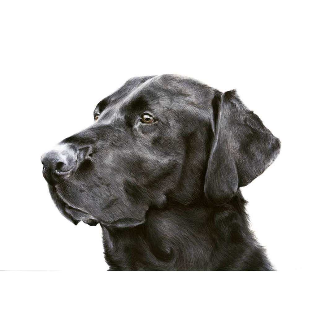 Black Lab Drawing at Explore collection of Black