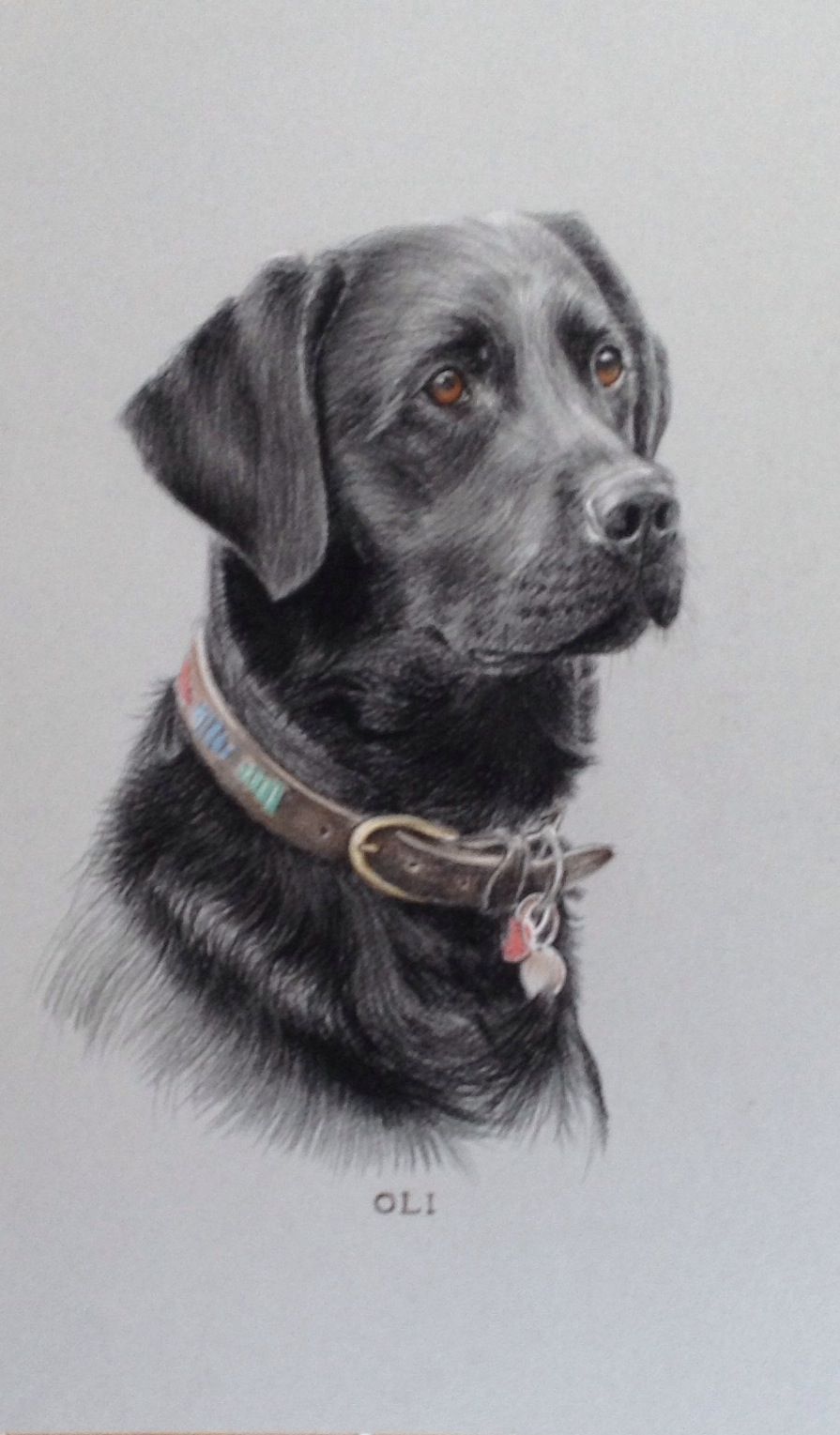 895x1529 pastel drawing of black lab pastel art - Black Lab Drawing