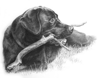320x251 soulful studiosmore than just pet portraits black lab drawing - Black Lab Drawing