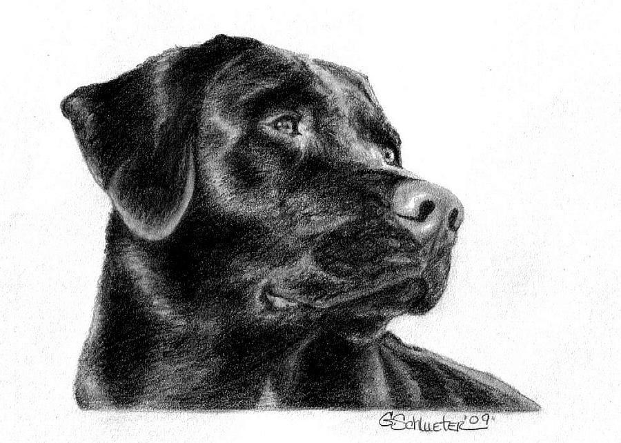 900x642 the black lab sketch - Black Lab Drawing