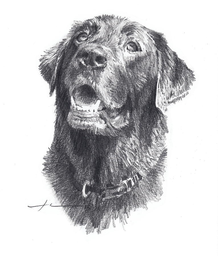 765x900 wet black lab pencil portrait drawing - Black Lab Drawing