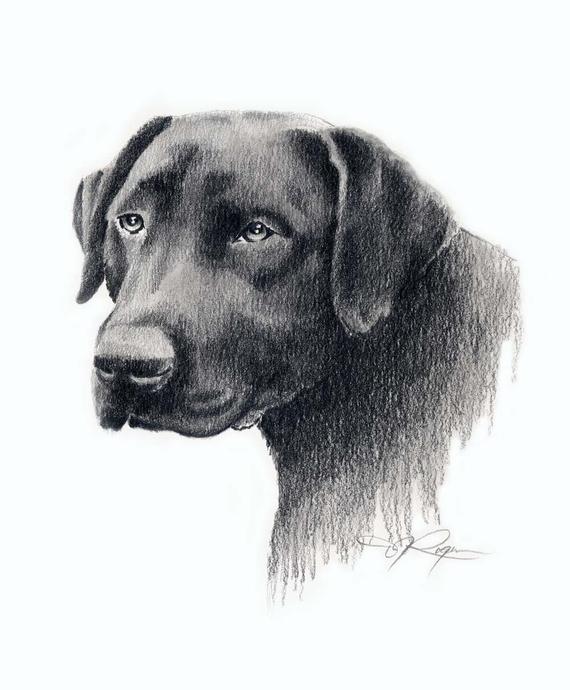 570x690 black lab drawing labrador dog art print - Black Lab Drawing