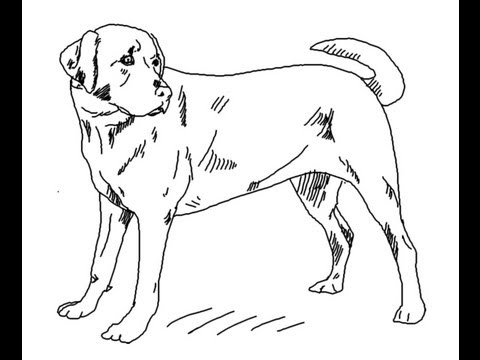 480x360 How To Draw Labrador Retriever Dog Line Art - Black Lab Line Drawing