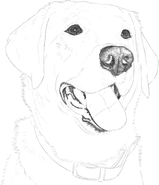 Black Lab Line Drawing at Explore collection of