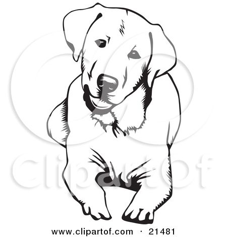 450x470 Royalty Free - Black Lab Line Drawing