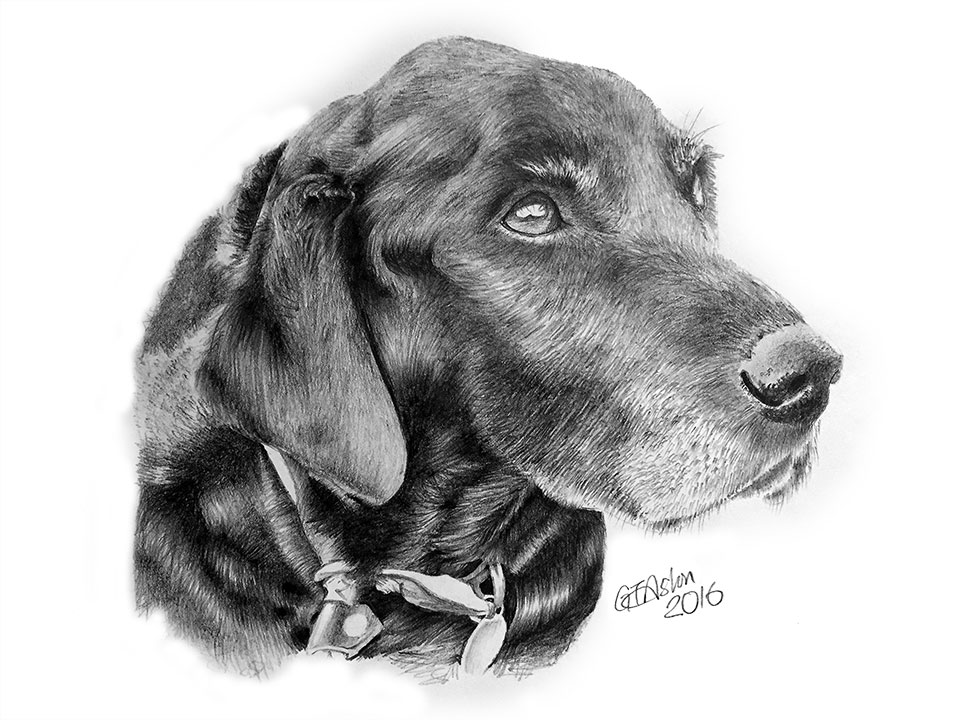 960x720 black labrador pencil portrait - Black Labrador Drawing