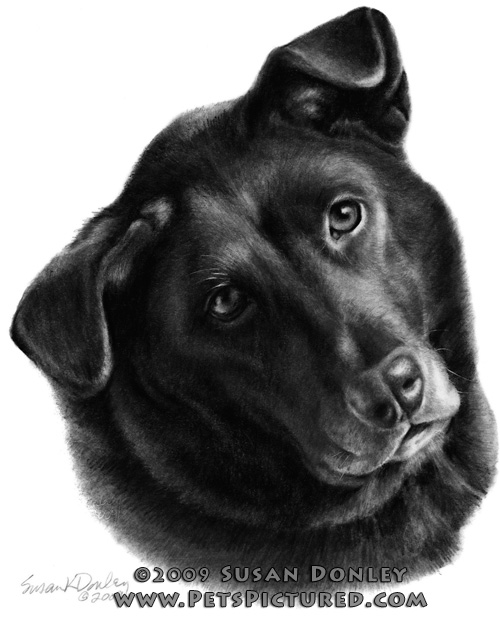 500x619 corvis, black labrador mixed breed portrait - Black Labrador Drawing