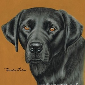 300x300 Dog Portraits Dog Drawings - Black Labrador Drawing