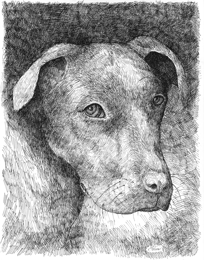841x1080 drawing of a black labrador retriever - Black Labrador Drawing