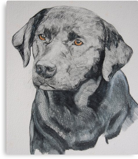 Black Labrador Drawing at PaintingValley.com | Explore collection of ...