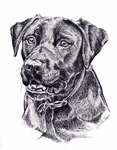 234x300 Emma, A Black Lab Pet Portraits - Black Labrador Drawing