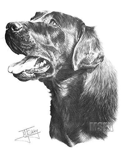 387x500 gdf galleries black labrador drawing giclee print - Black Labrador Drawing