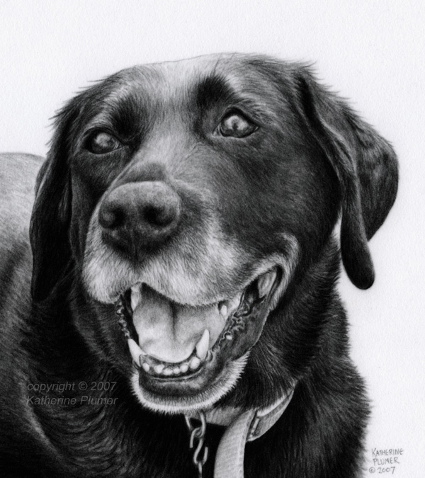 600x675 katherine plumer fine art dog drawing jessie black labrador - Black Labrador Drawing