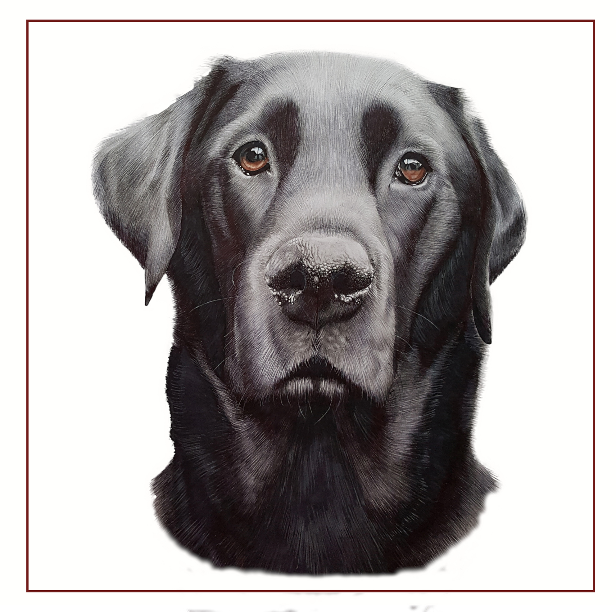 Black Labrador Drawing at Explore collection of
