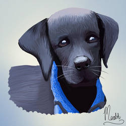 250x250 black labrador drawing - Black Labrador Drawing