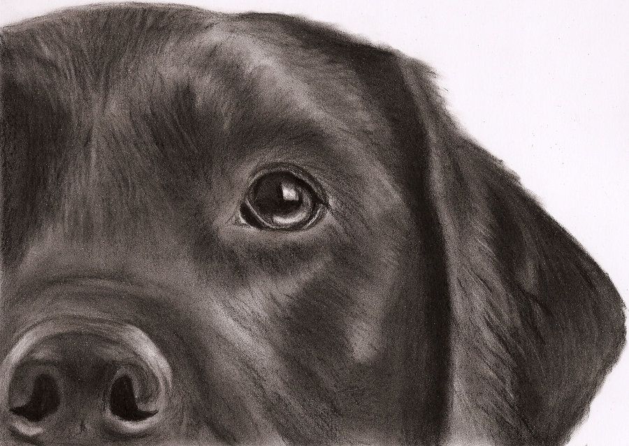 900x639 black labrador drawing - Black Labrador Drawing