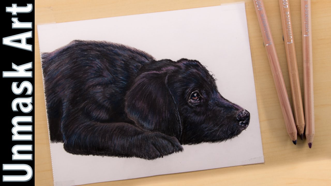 1280x720 black labrador puppy colored pencil drawing time lapse - Black Labrador Drawing