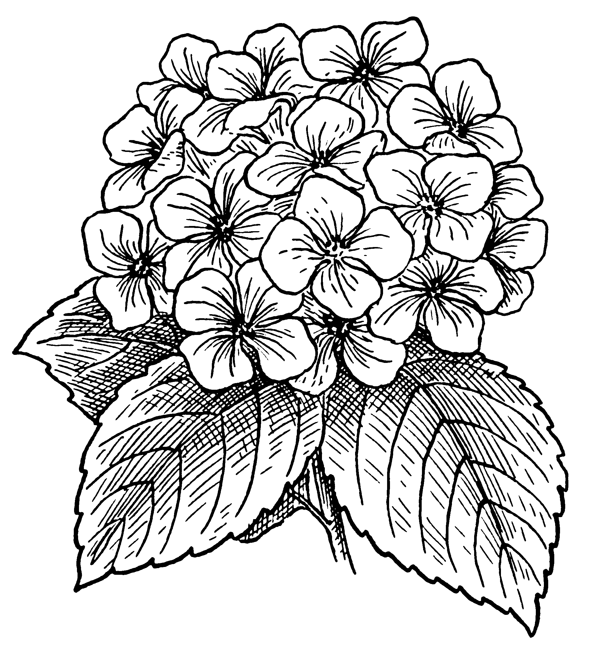 2047x2255 Hydrangea Flowers Drawing Water Colors Drawings - Black Line Drawings
