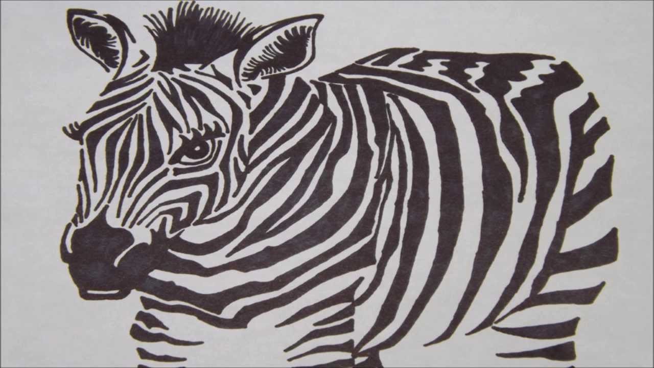1280x720 how to draw a baby zebra with a black marker - Black Marker Drawings