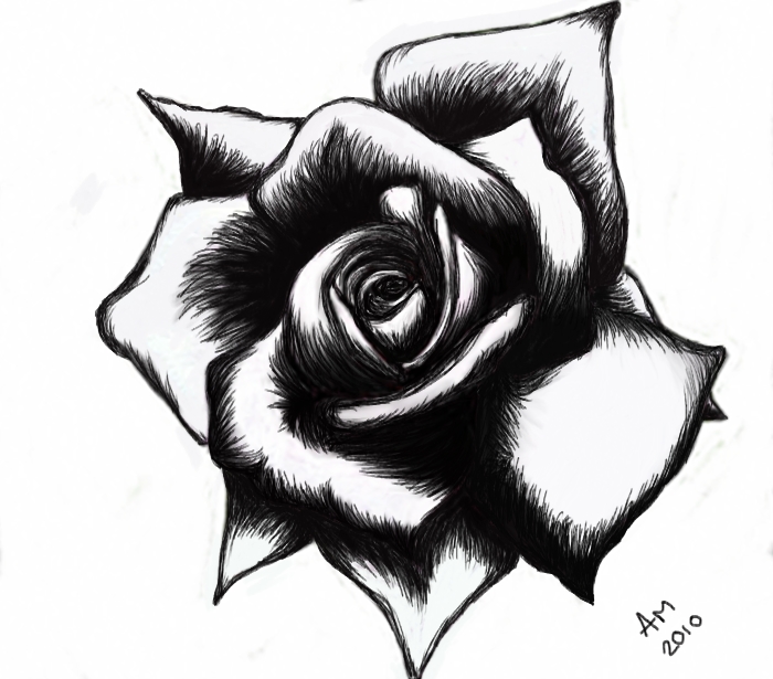 700x615 Black Rose Drawing High Quality Drawing Skill - Black Rose Drawing