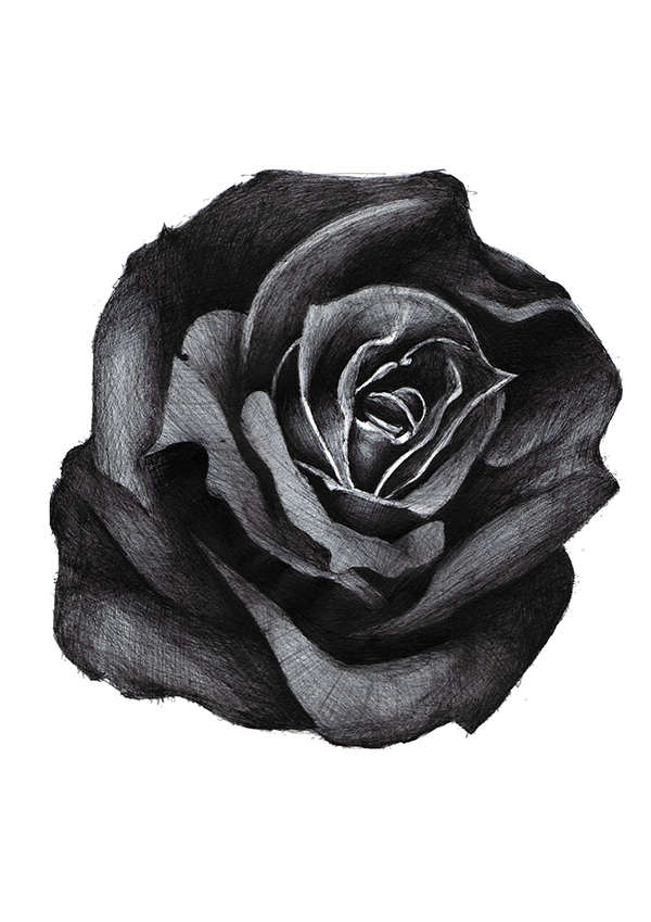 Black Rose Drawing at Explore collection of Black